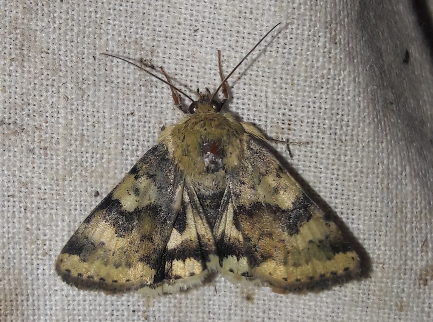 Heliothis viriplaca - mácsonyabagoly