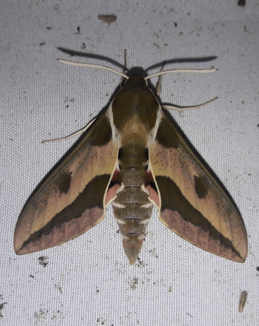 Hyles euphorbiae - kutyatejszender