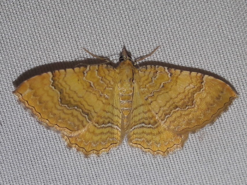 Camptogramma bilineata - kétvonalas sávosaraszoló