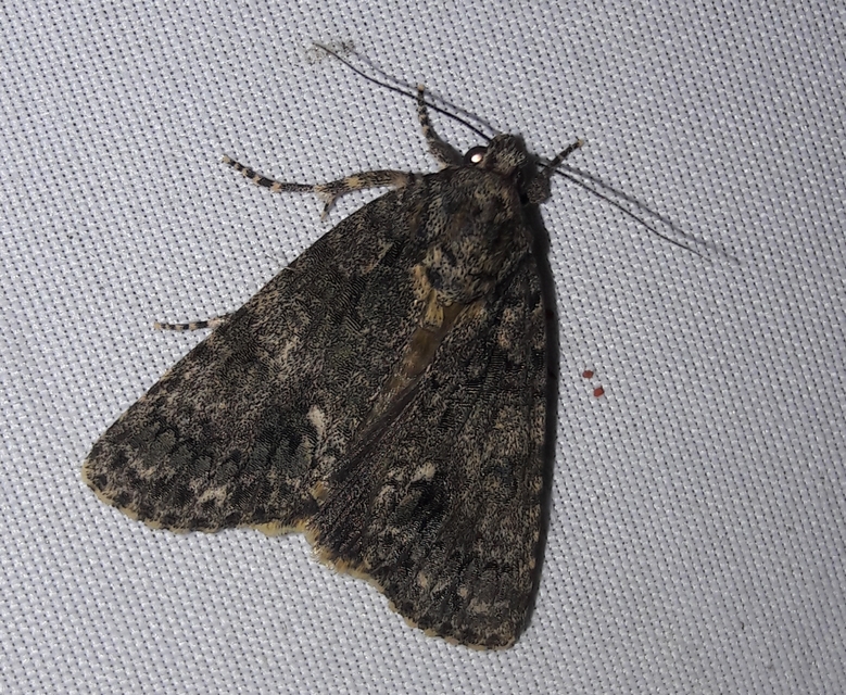 Acronicta rumicis - sóska-szigonyosbagoly