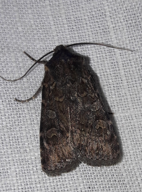 Euxoa tritici/nigrofusca/eruta