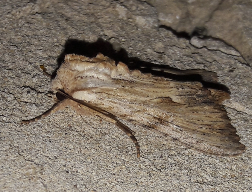 Apamea lithoxylaea - fakó dudvabagoly