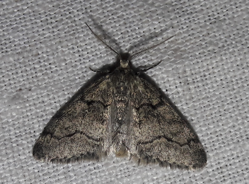 Tephronia sepiaria/Eumannia lepraria