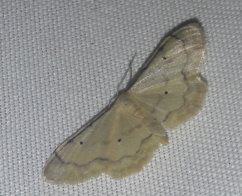 Idaea politaria - vonalas apróaraszoló