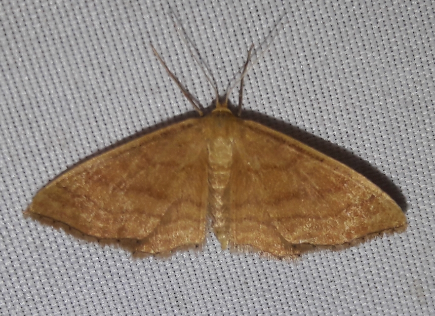 Idaea ochrata - okkerszínű sávosaraszoló