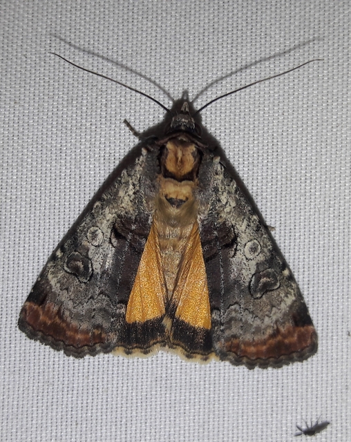Epilecta linogrisea - karcsú sárgafűbagoly