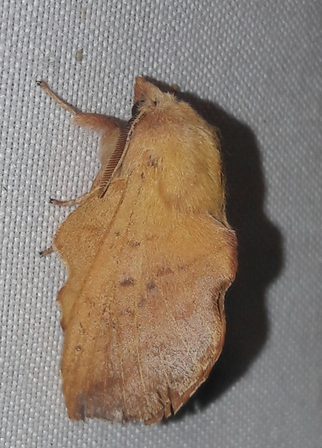 Phyllodesma tremulifolia - nyárlevélpohók