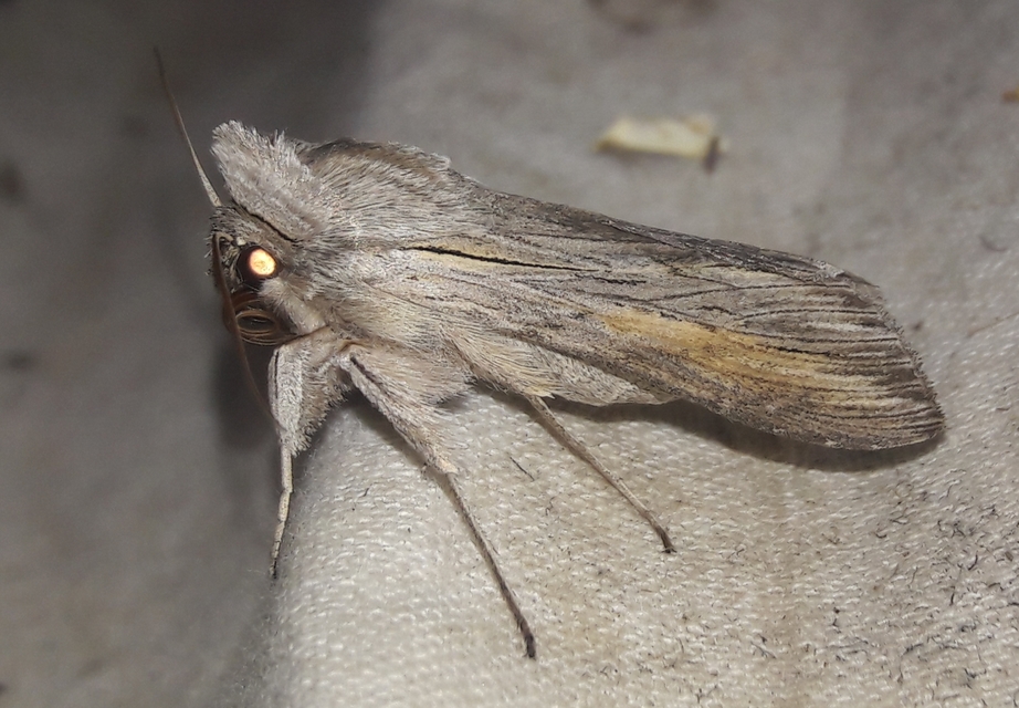 Cucullia balsamitae - homoki csuklyásbagoly