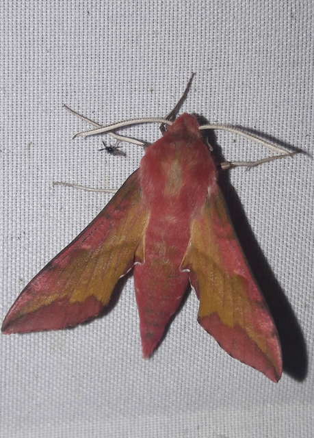 Deilephila porcellus - piros szender