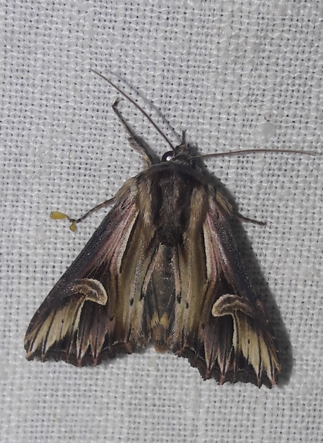 Actinotia polyodon - nagy sugarasbagoly