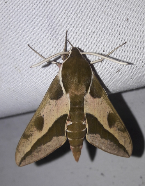 Hyles euphorbiae - kutyatejszender
