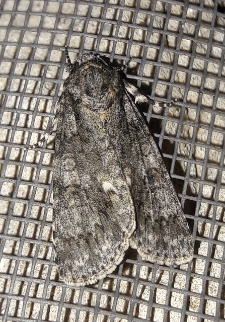 Acronicta rumicis - sóska-szigonyosbagoly