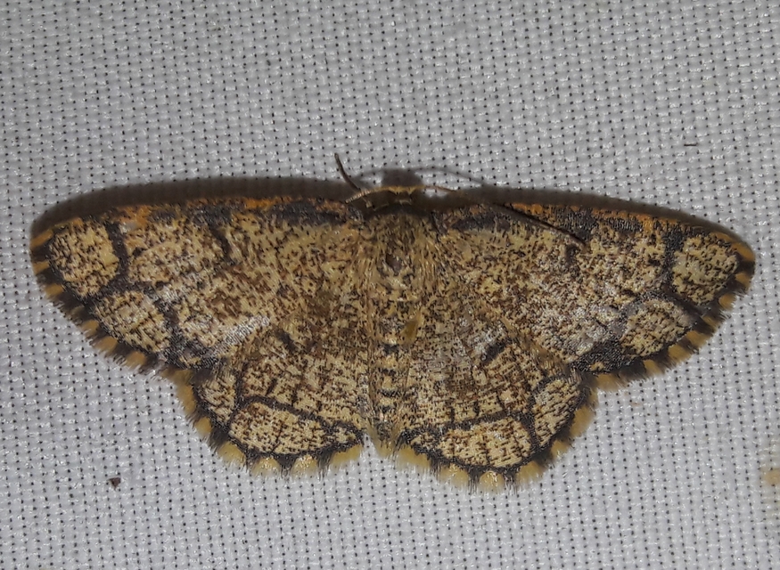 Stegania cararia - gyűrűs nyáraraszoló