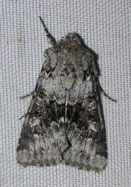Hecatera bicolorata - világos kertibagoly