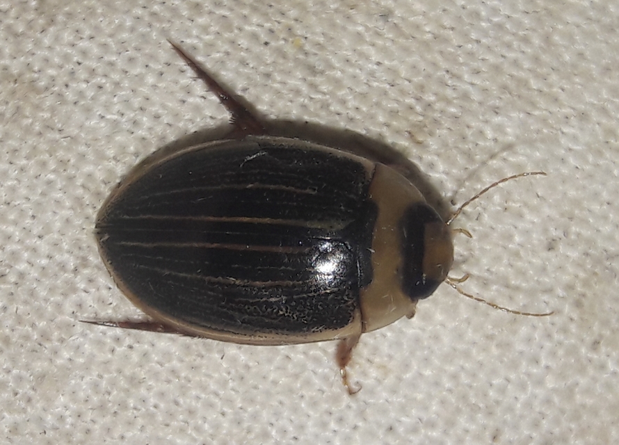 Hydaticus grammicus - déli mocsáricsíkbogár
