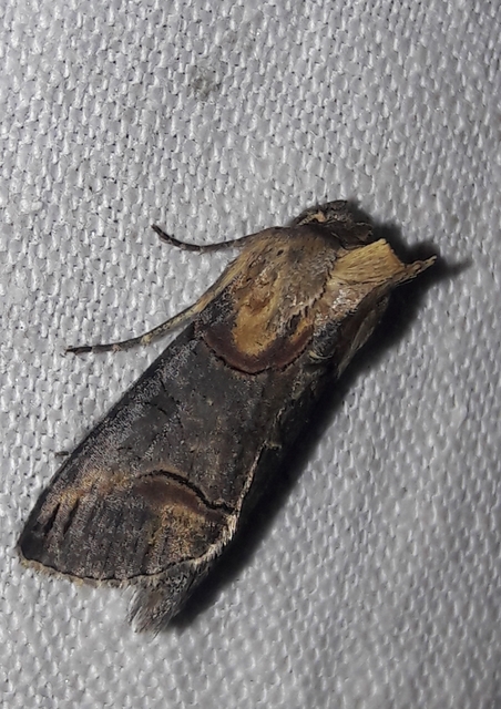 Abrostola triplasia - közönséges csalánbagoly