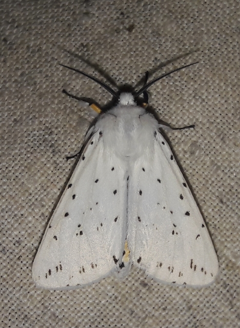 Spilosoma lubricipedum - tejszínű medvelepke