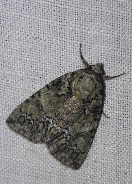 Polyphaenis sericata - selyemfényű erdeibagoly
