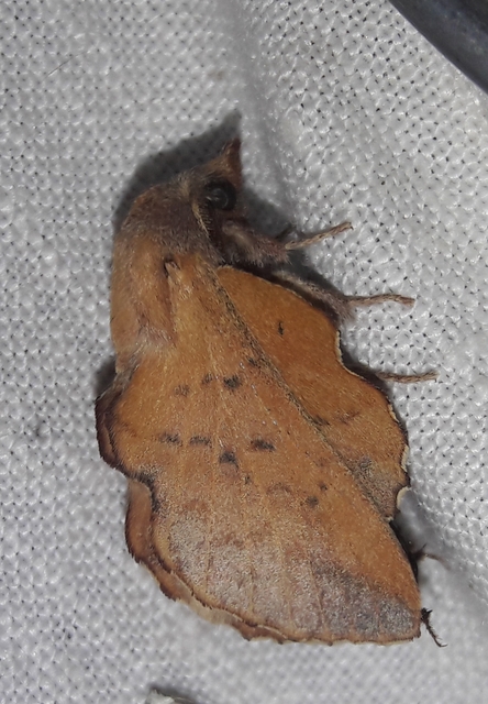 Phyllodesma tremulifolia - nyárlevélpohók