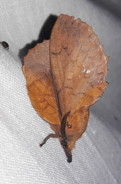 Gastropacha quercifolia - tölgylevélpohók