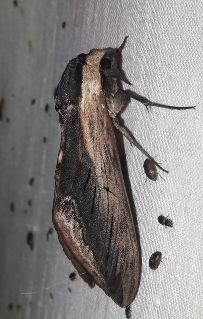 Sphinx ligustri - fagyalszender