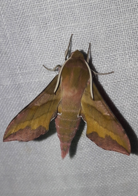 Deilephila porcellus - piros szender
