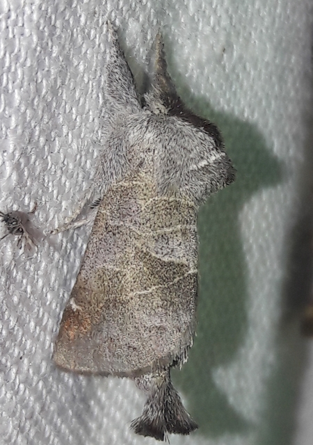 Clostera pigra - apró levélszövő