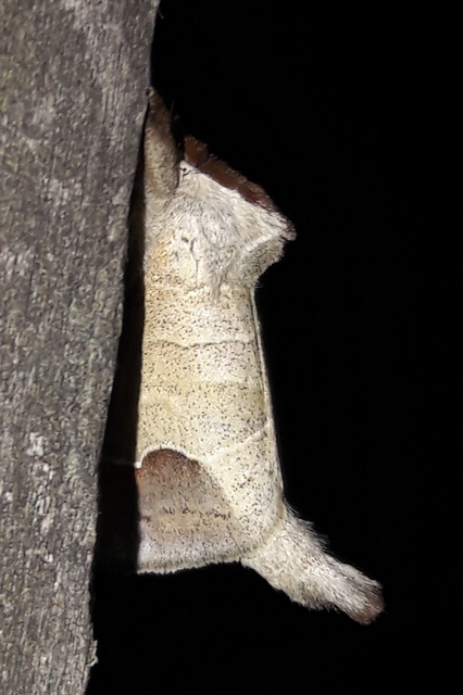 Clostera curtula - rövidszárnyú levélszövő