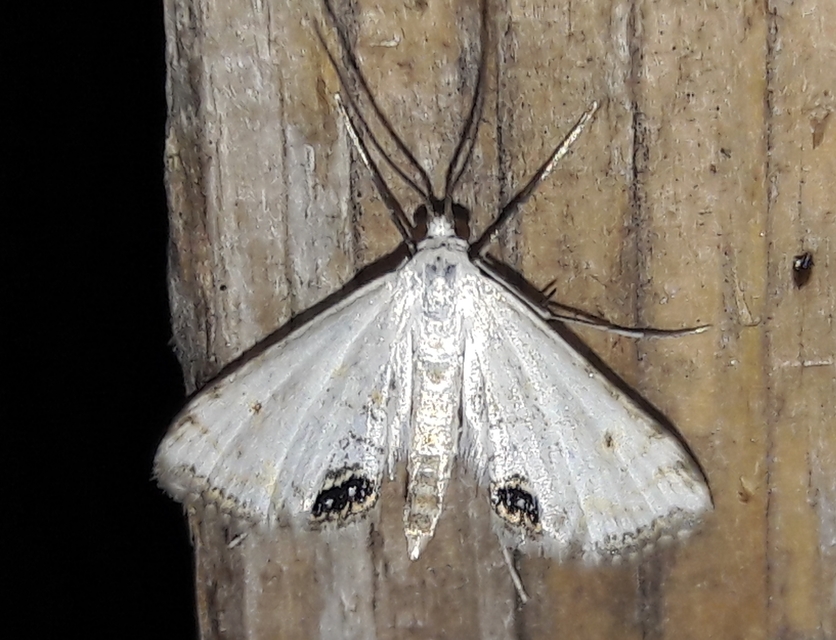 Cataclysta lemnata - békalencsemoly