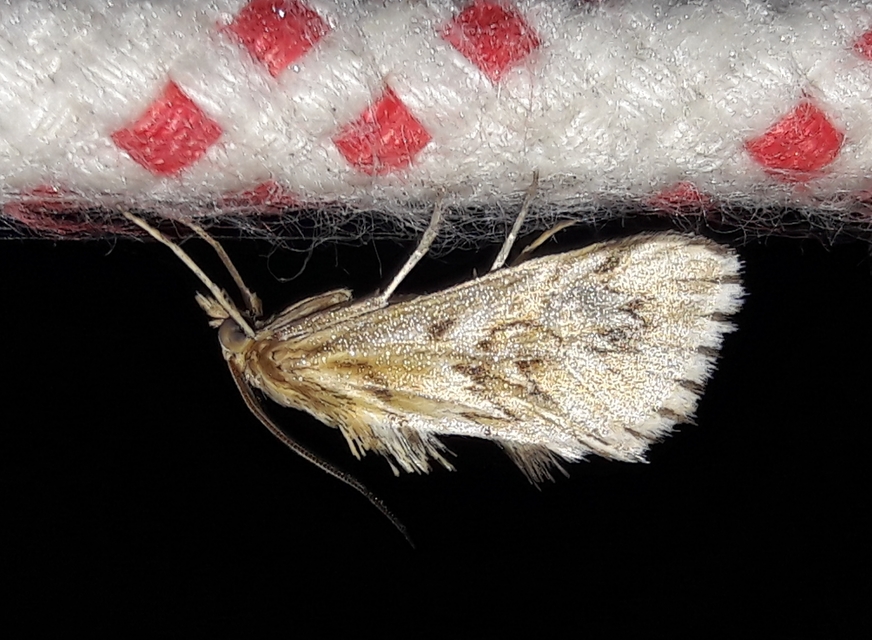 Cynaeda dentalis - gyakori ciframoly