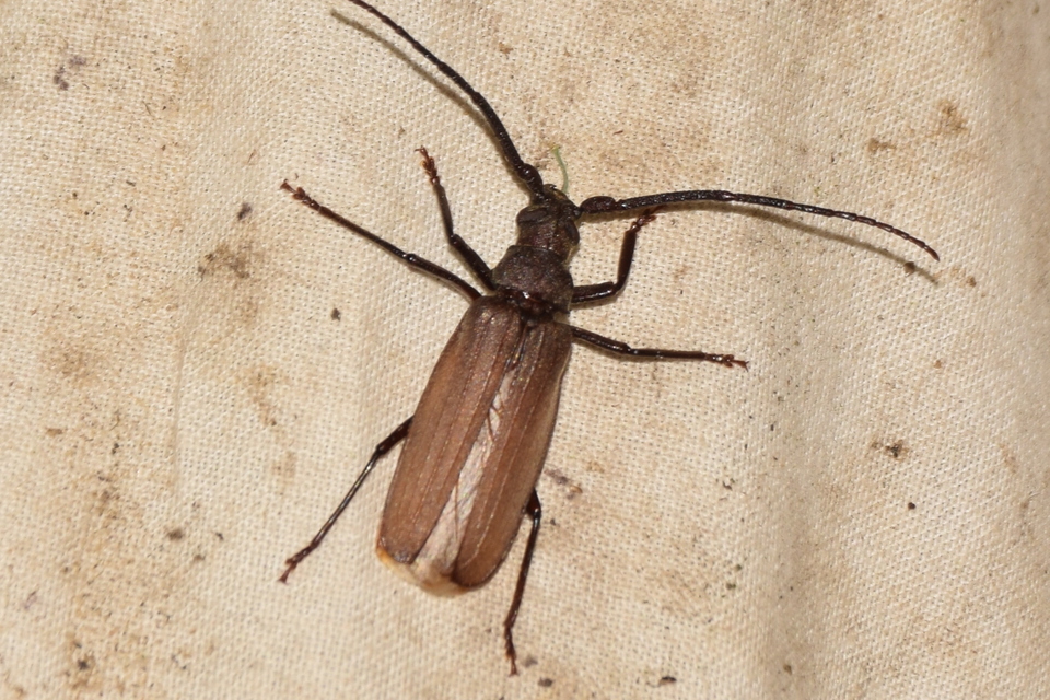Aegosoma scabricorne - diófacincér