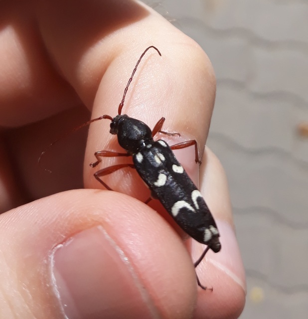 Isotomus speciosus - nyírfa-darázscincér