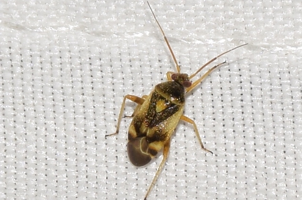 Polymerus Polymerus