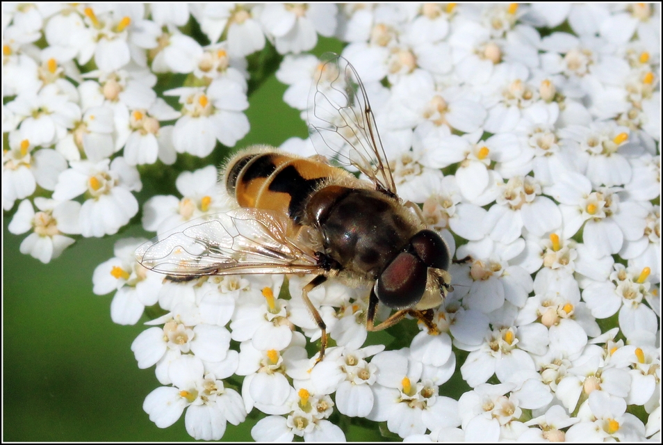 Eristalis arbustorum - fehérarcú herelégy