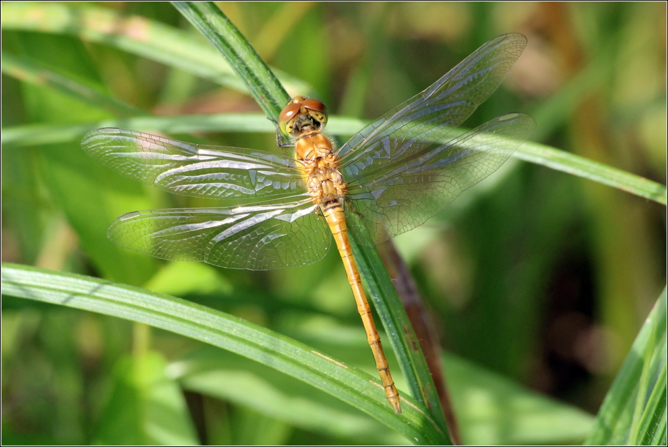 Sympetrum striolatum/vulgatum