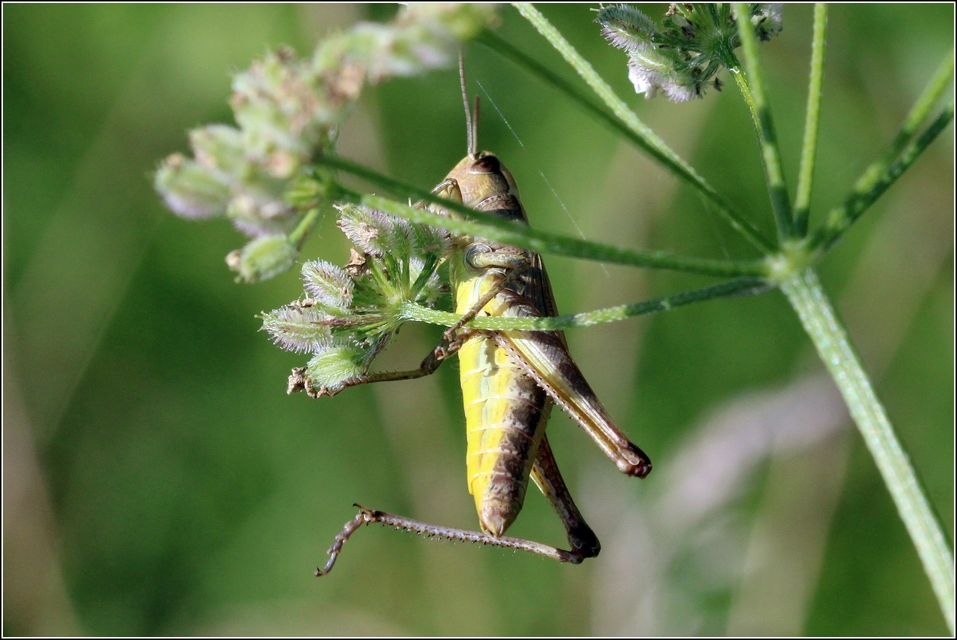 Pseudochorthippus parallelus - közönséges rétisáska