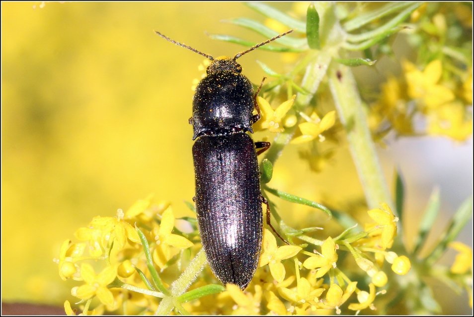 Agriotes ustulatus - mezei pattanó