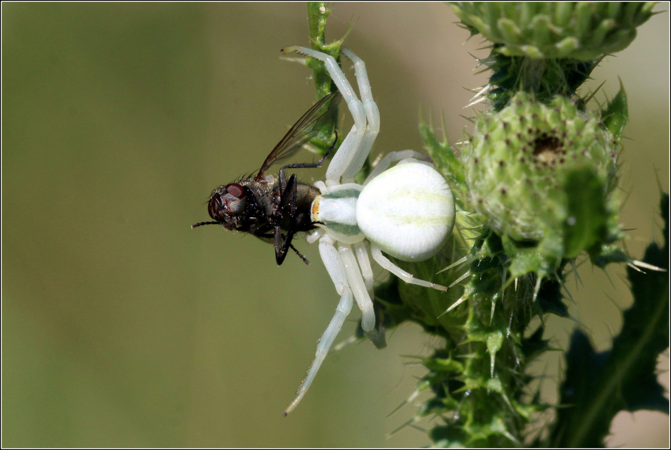 Misumena vatia - viráglakó karolópók