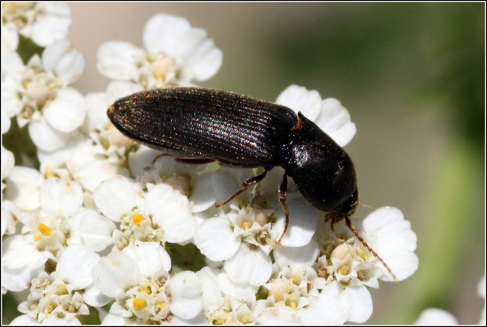 Agriotes ustulatus - mezei pattanó