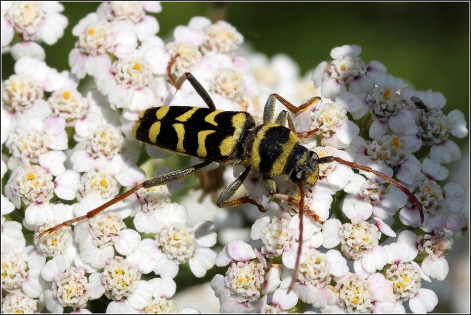 Echinocerus floralis - lucerna-darázscincér
