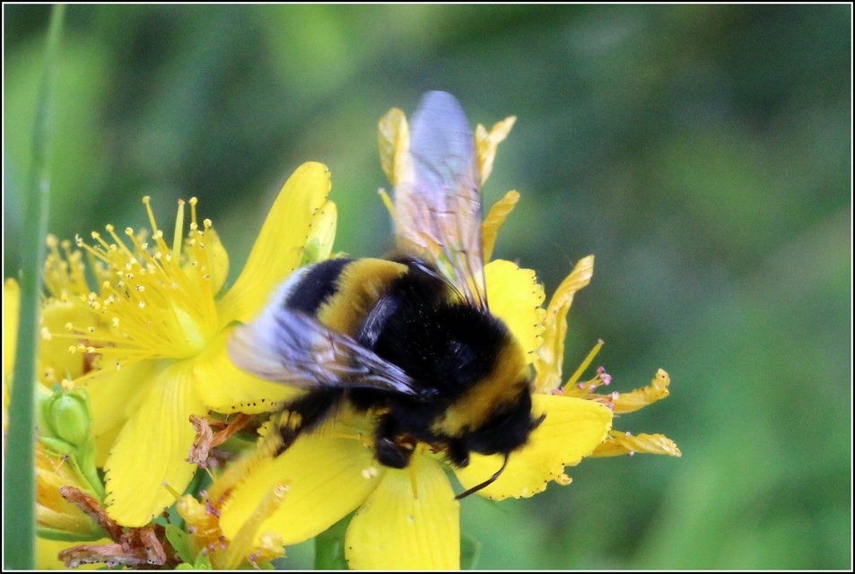 Bombus terrestris/lucorum