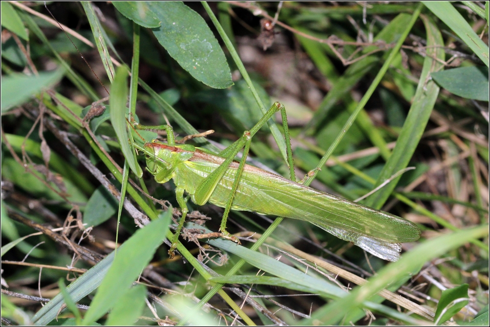 Tettigonia viridissima - zöld lombszöcske