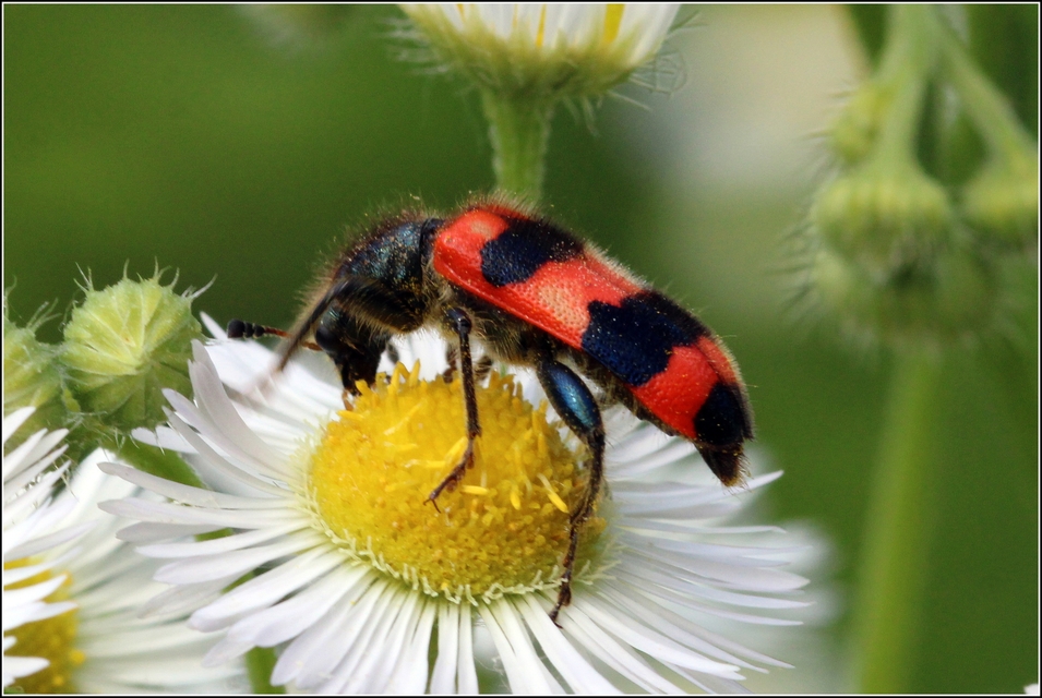 Trichodes apiarius - szalagos méhészbogár