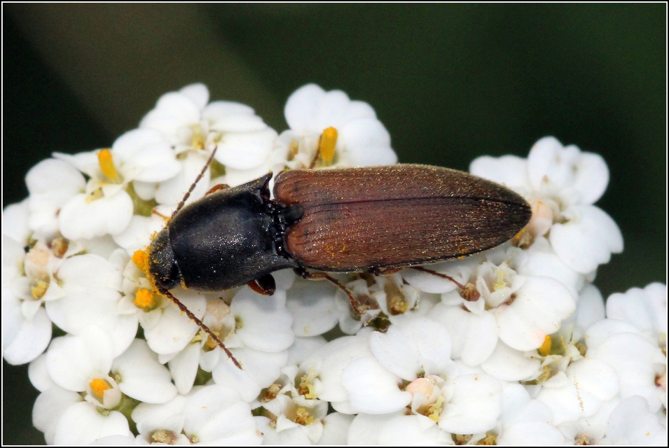 Agriotes ustulatus - mezei pattanó