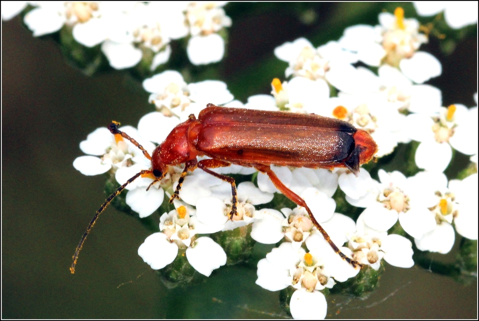 Rhagonycha fulva - feketevégű lágybogár