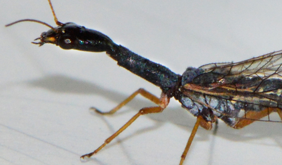 Raphidioptera - Tevenyakú-fátyolkák