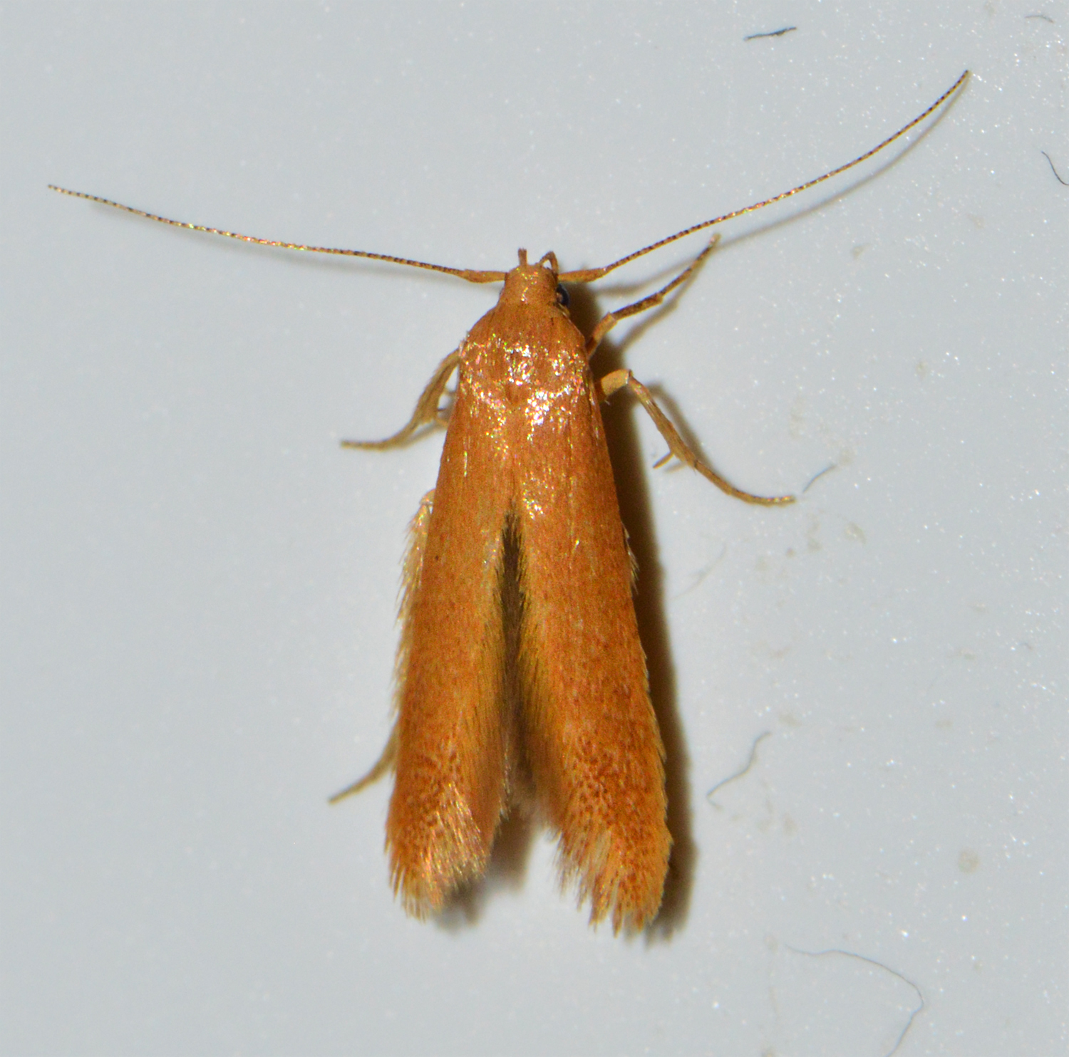 Haplochrois ochraceella - fényes lándzsásmoly
