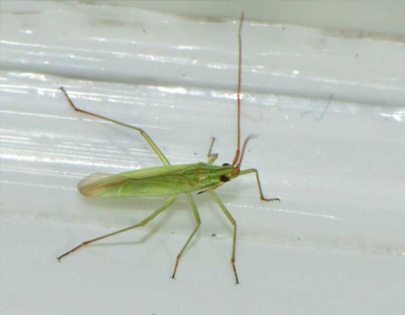 Trigonotylus caelestialium - vöröscsápú mezeipoloska