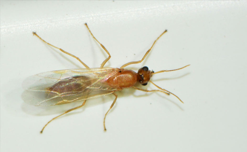Colobopsis truncata - kapushangya