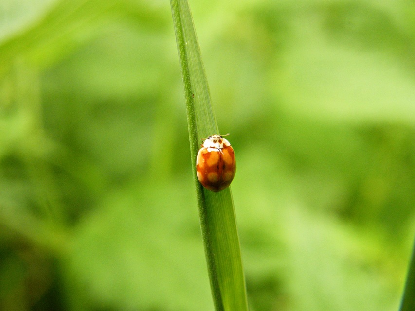 Adalia decempunctata - tízpettyes katica